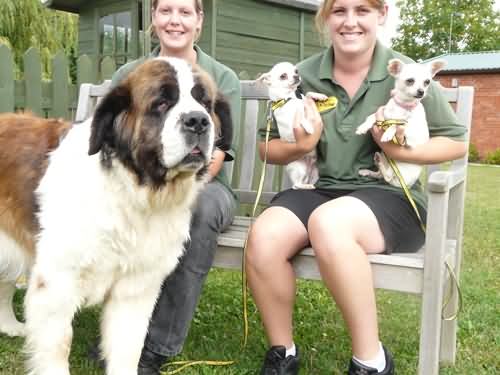New residents at Evesham Dog Trust