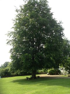 Beech tree in garden