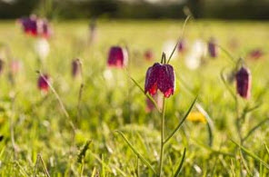 Fritillaries in the North Meadow Nature Reserve