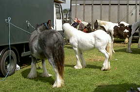 Gypsy Horses at their best 'bib and tucker'