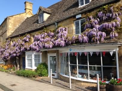 Wisteria time in the Cotswolds, Cotswolds.Info