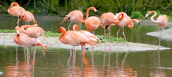 Flamingo's at Slimbridge