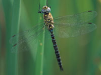 Dragonfly  at Slimbridge