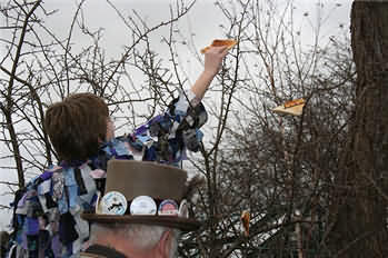 Toasted Bread being hung in fruit tree as part of the Wassailing ceromony