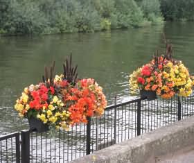 Riverside Flowers