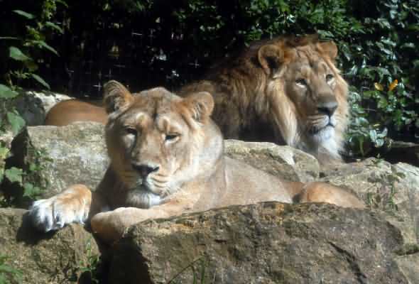 Lions from Asia