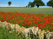 Cotswold Poppies