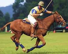 polo in the Cotswolds
