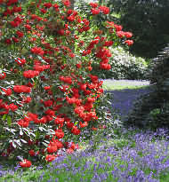 Rhododendrons at Bowood House