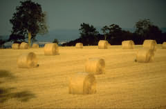 Hay Bales after harvesting
