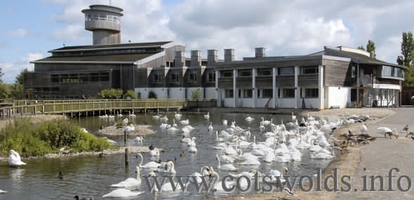Wetlands Centre at Slimbridge