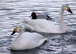 Swans  at Slimbridge